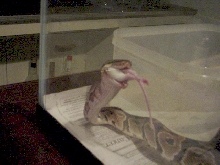 Ball Eating