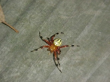 Interesting spider