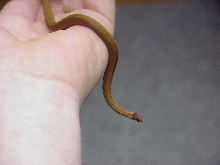 Red belly??