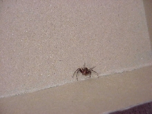 Please help indentify