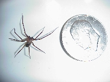 Wow!!  Biggest recluse yet!!!!!