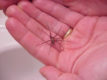 Friendly recluse