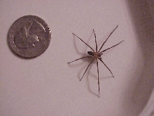 Another brown recluse in my house....