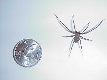 Very Big Recluse!!!