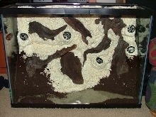 covering with coco fiber