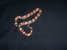 Tri-colored Hypo