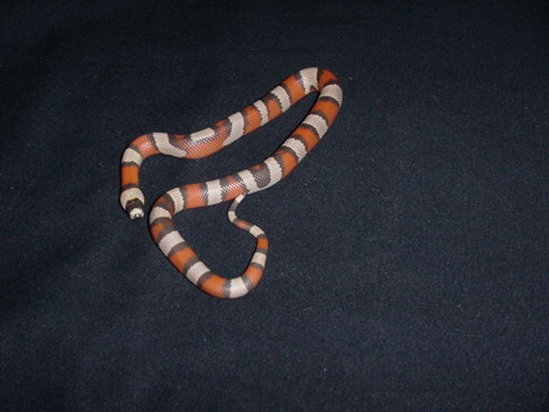 Tri-colored Hypo