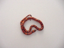 Hypo Tangerine