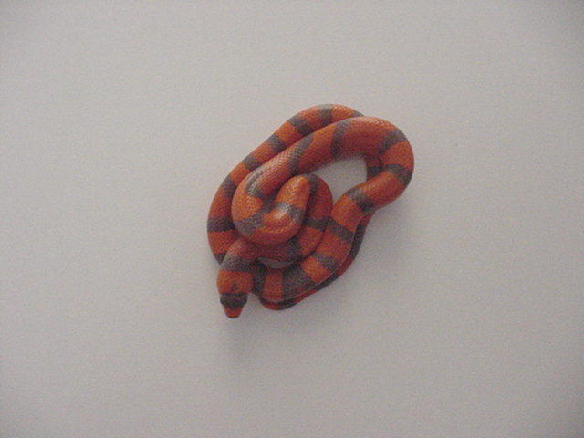 Hypo Tangerine