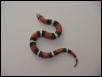 Tri-colored Hognose
