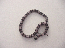 Anery 66% poss Het Hypo