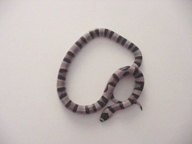 Anery 66% poss Het Hypo