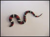 Tri-colored Hognose