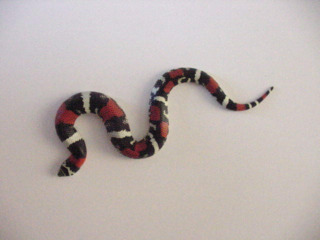 Tri-colored Hognose
