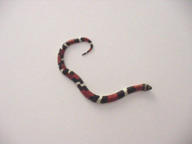 Tri-colored Hognose