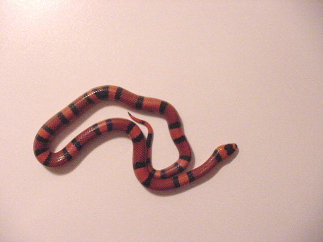 Het Hypo Tangerine