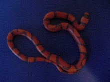 Hypo Tangerine