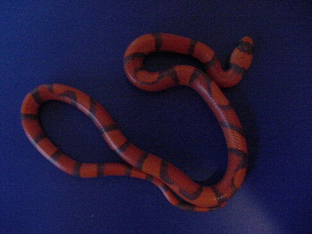 Hypo Tangerine