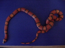 Hypo Tangerine