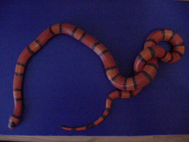 Hypo Tangerine