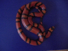 Hypo Tangerine