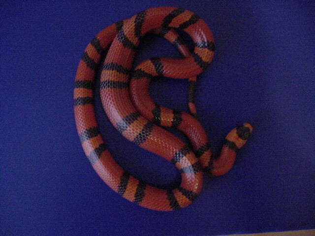 Hypo Tangerine