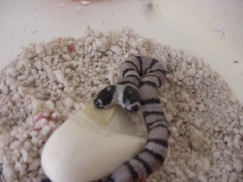Two-Headed Anery/Poss Het Ghost Honduran