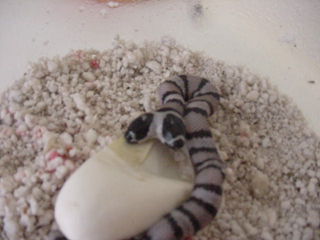 Two-Headed Anery/Poss Het Ghost Honduran