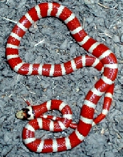 "Candycane" Pyro