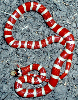 "Candycane" Pyro