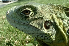 Draco