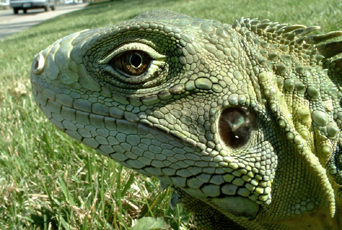 Draco