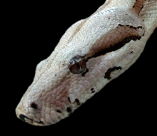 Kahlua