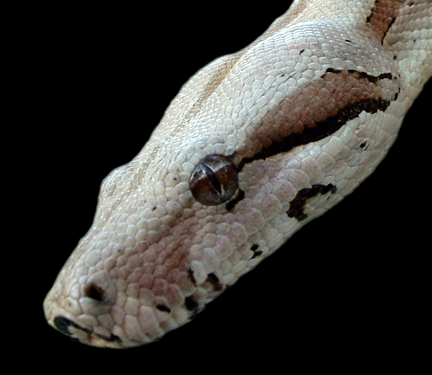Kahlua