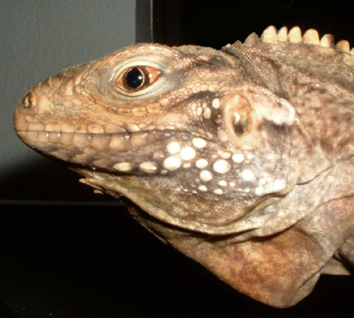 Ruby