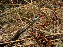 Wandering garter snake