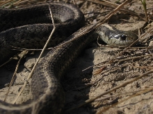 Thamnophis elegans vagrans