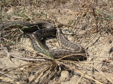 elegans