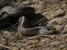 Wandering garter