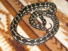 male 1