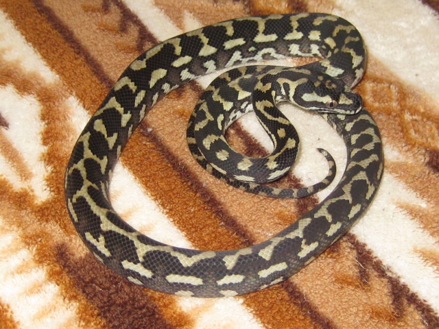male 1