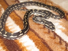 female 1