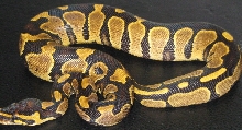 yb f2