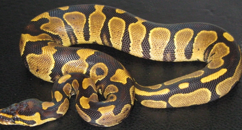 yb f2