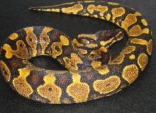 male