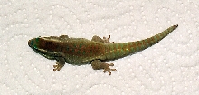 Phelsuma ornata