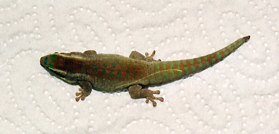 Phelsuma ornata