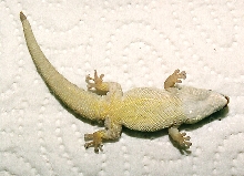Phelsuma ornata