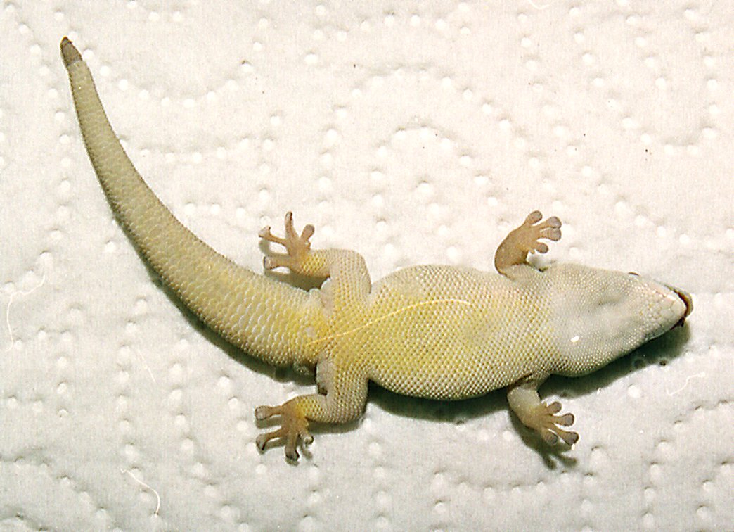 Phelsuma ornata
