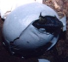Tokay Egg